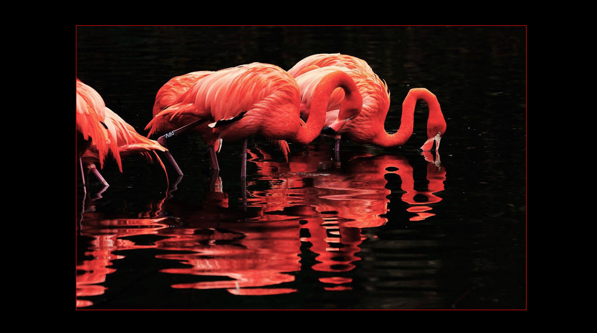 Flamingos im Winter