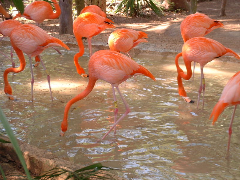 Flamingos im Xcaret Park, Playa del Carmen, Mexico