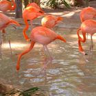 Flamingos im Xcaret Park, Playa del Carmen, Mexico