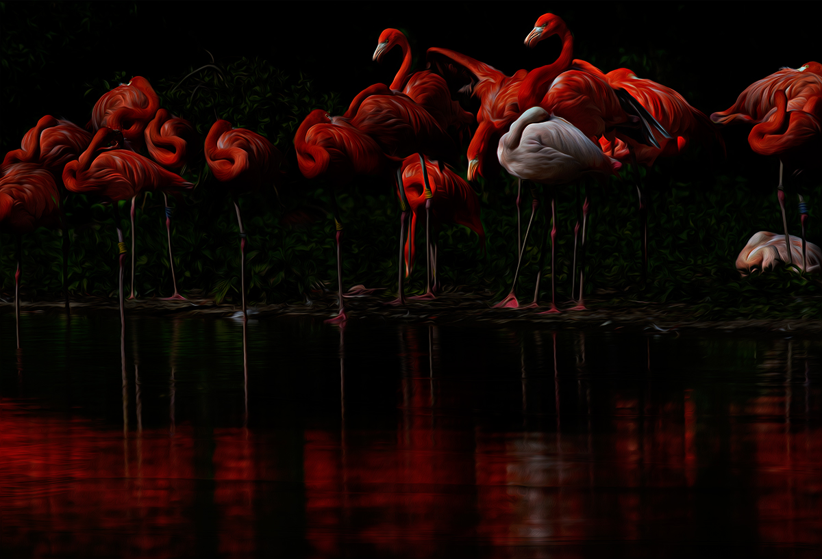 Flamingos im Zoo