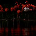 Flamingos im Zoo