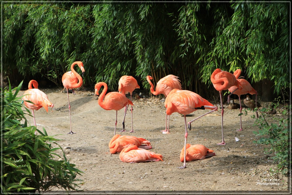 Flamingos im Zoo