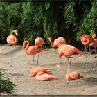 Flamingos im Zoo