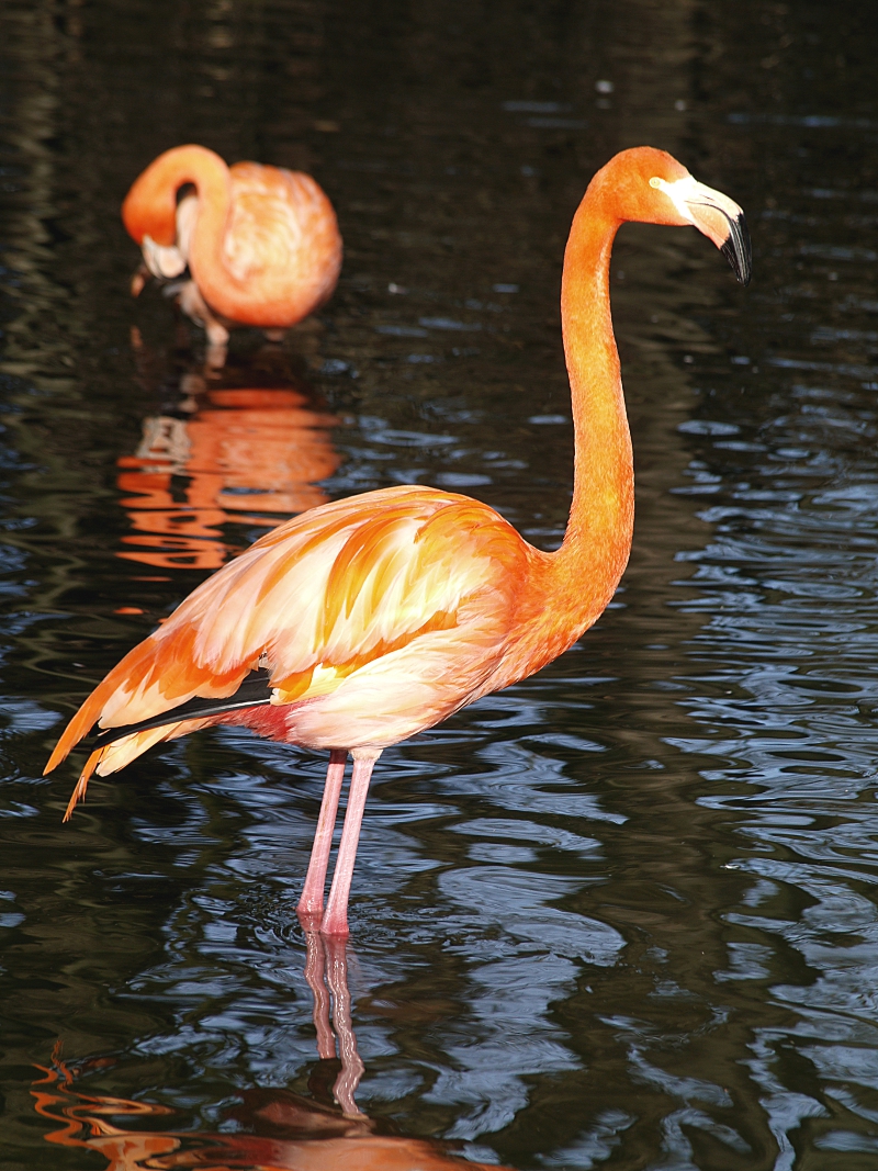 Flamingos im Zoo
