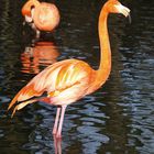 Flamingos im Zoo