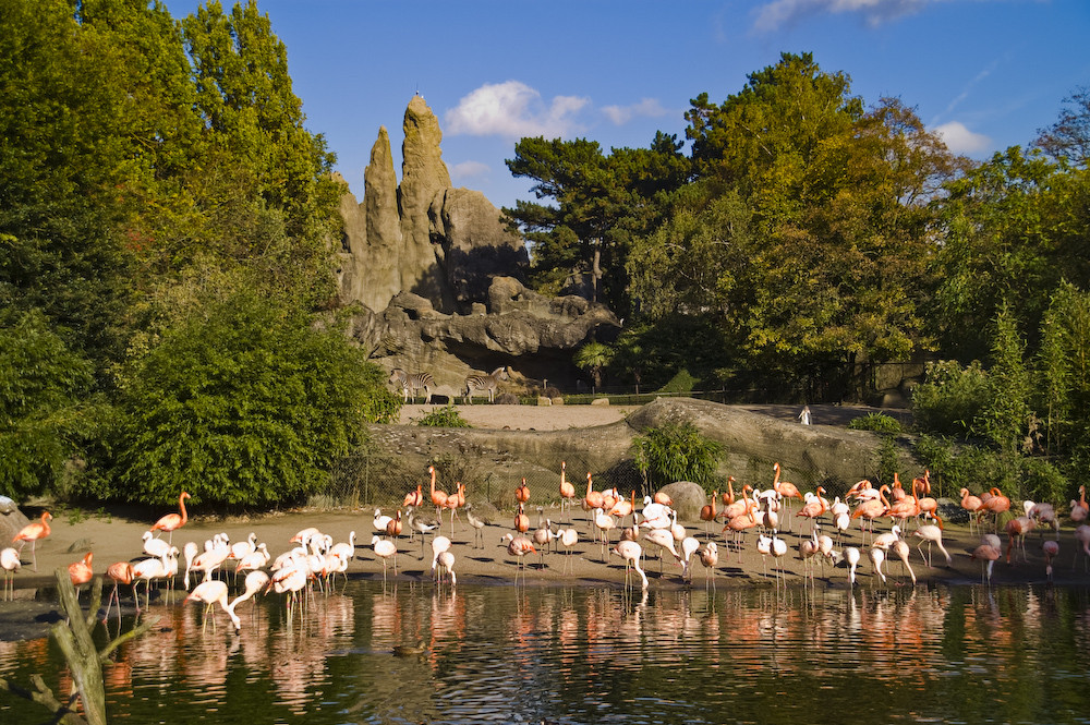 Flamingos im Zoo