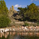 Flamingos im Zoo