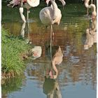 Flamingos im Zoo