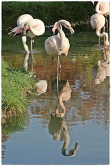 Flamingos im Zoo