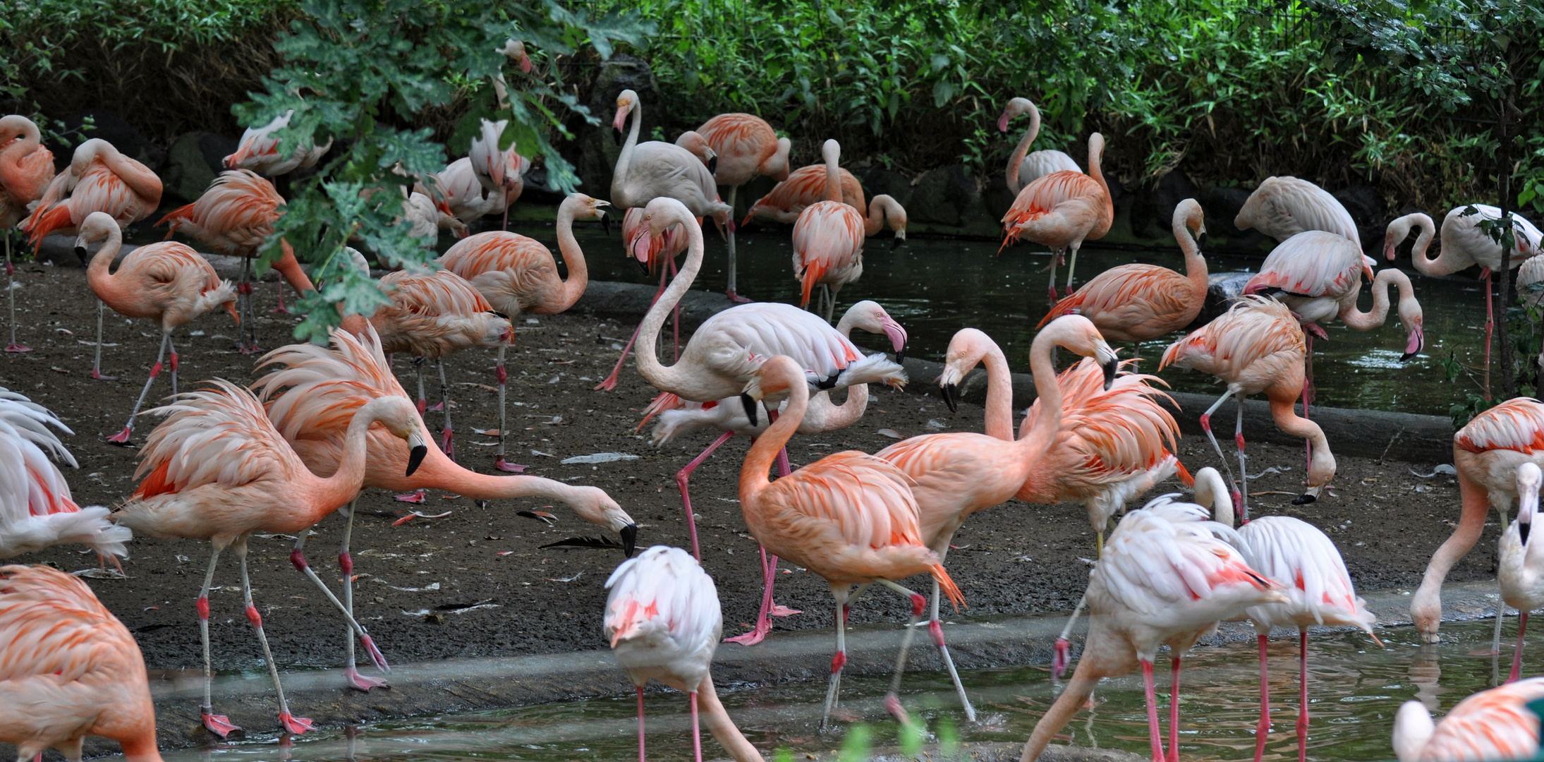 Flamingos im Zoo.....