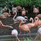 Flamingos im Zoo.....