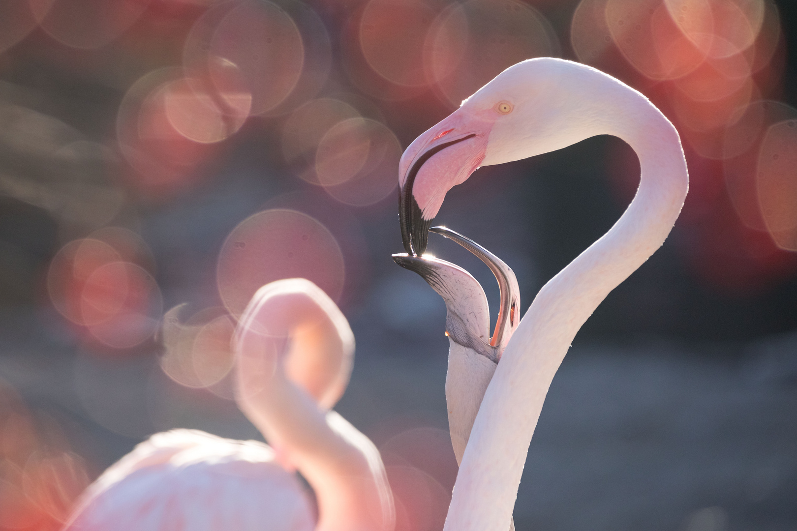 Flamingos im Zoo Basel