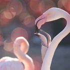 Flamingos im Zoo Basel