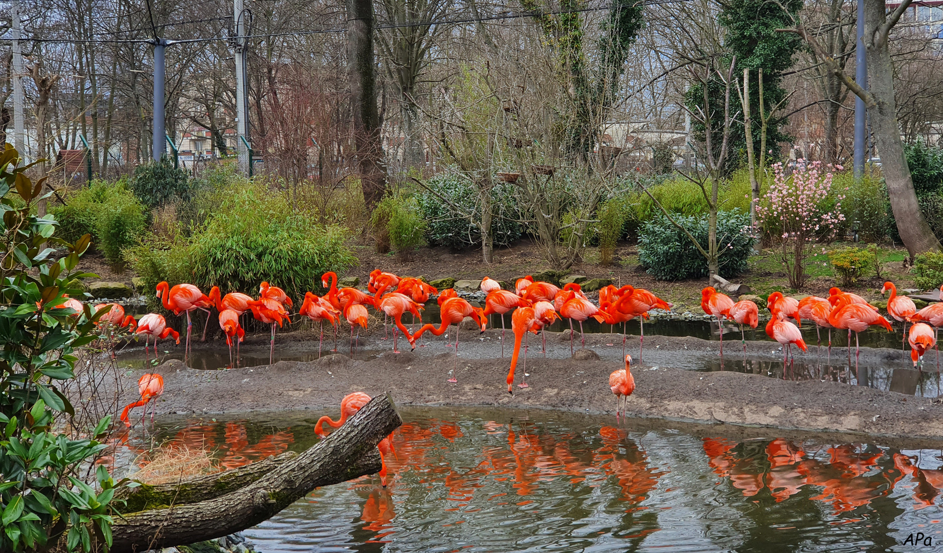 Flamingos im Zoo Dresden