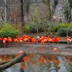 Flamingos im Zoo Dresden