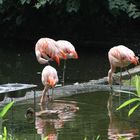 Flamingos im Zoo Duisburg
