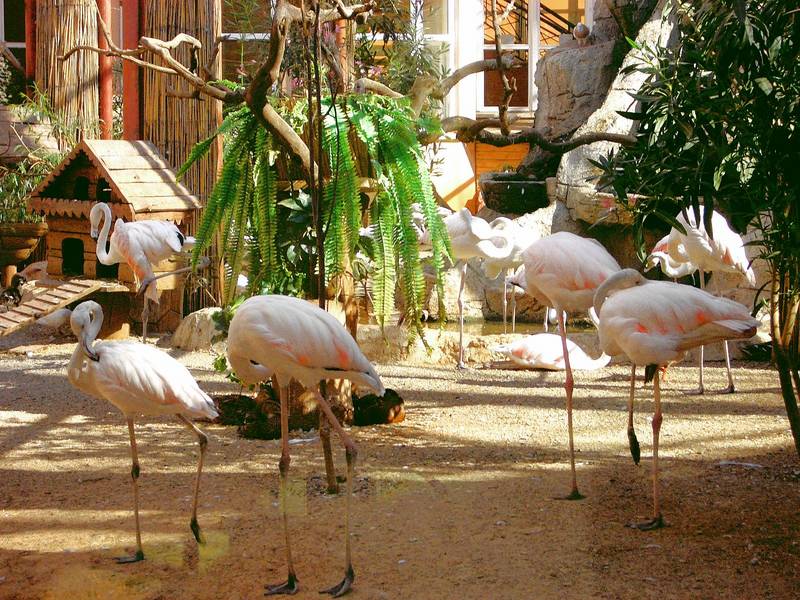 Flamingos im Zoo