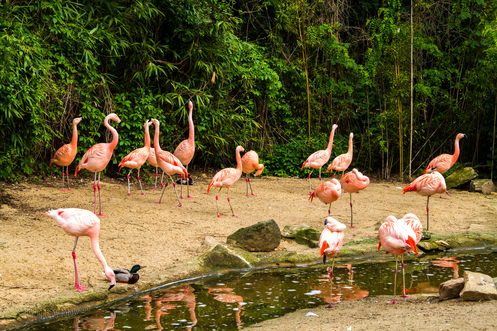 Flamingos im Zoo Hannover