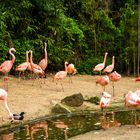 Flamingos im Zoo Hannover