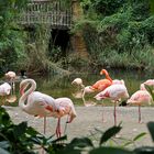 Flamingos - im Zoo Hannover