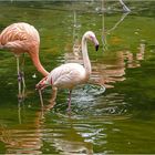 Flamingos im Zoo Hannover.