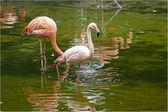 Flamingos im Zoo Hannover.