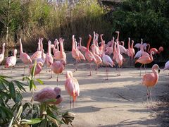 Flamingos im Zoo Hannover