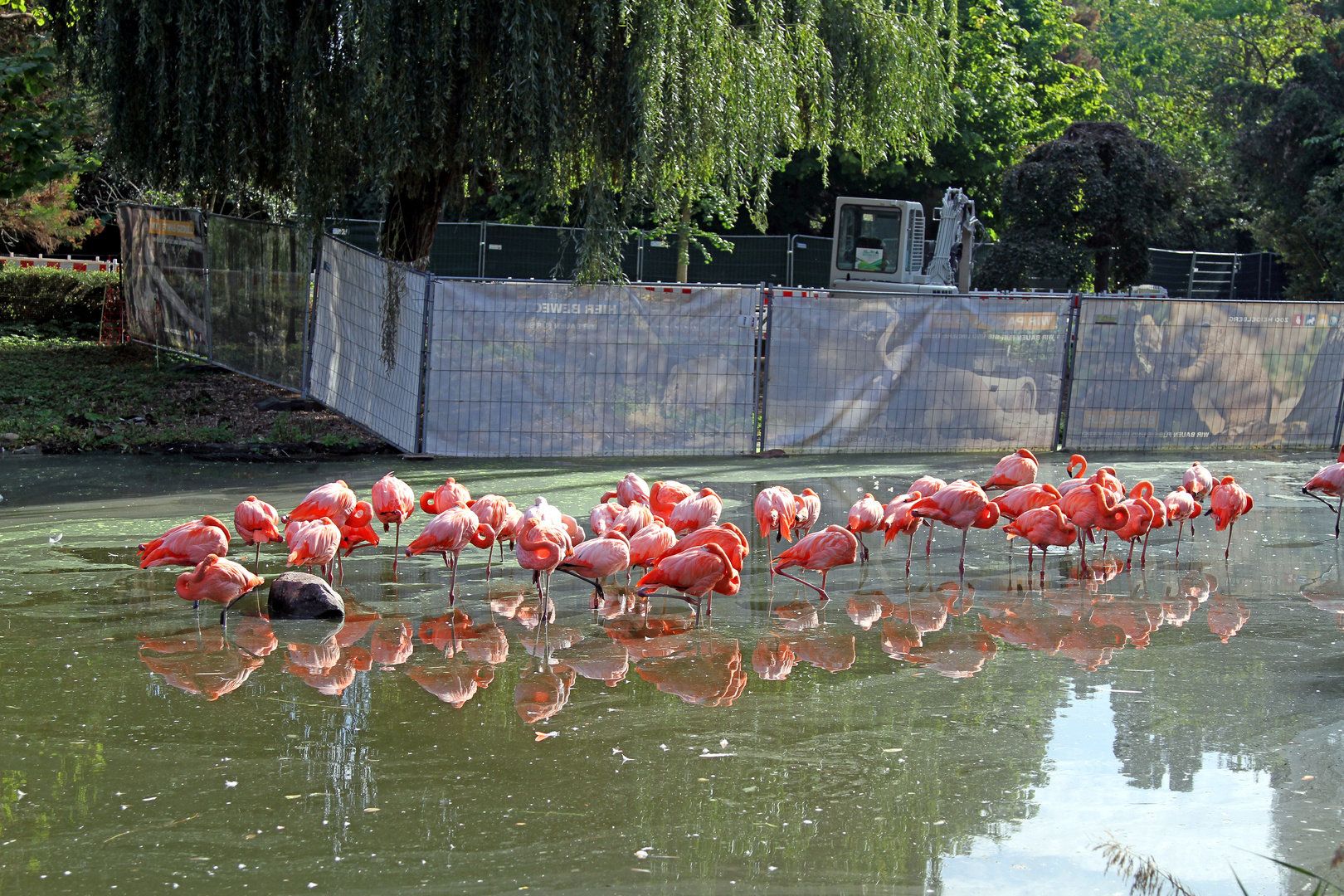 Flamingos im Zoo Heidelberg