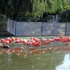 Flamingos im Zoo Heidelberg