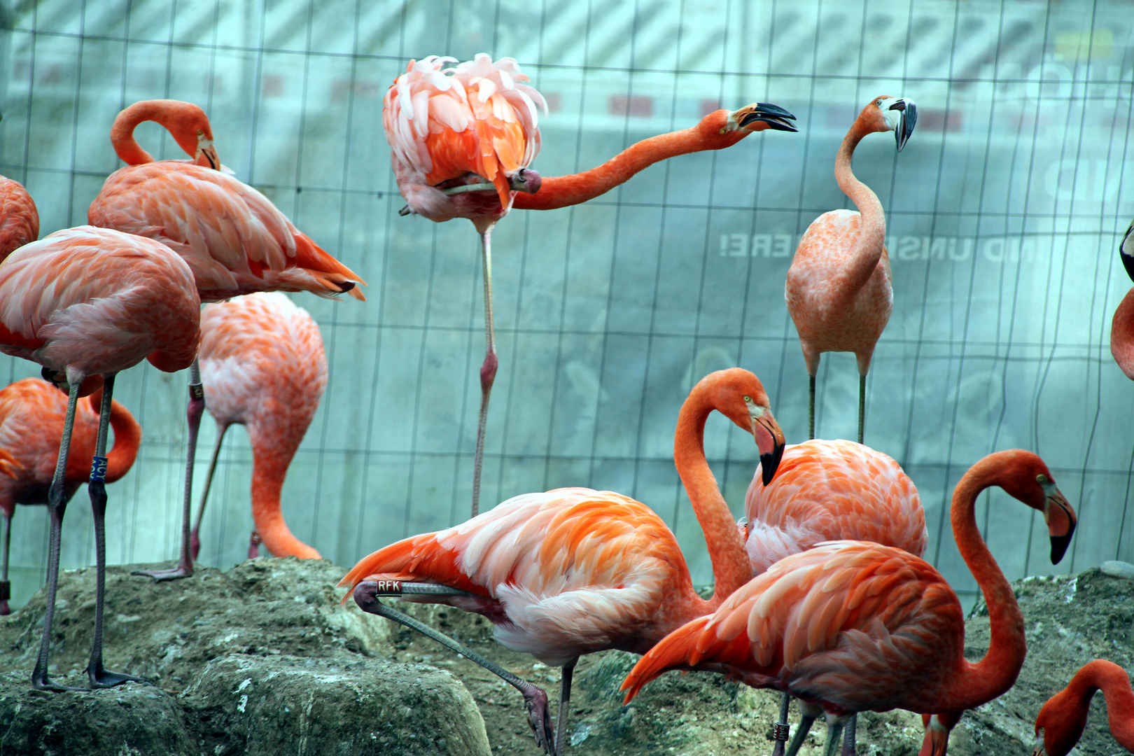 Flamingos im Zoo Heidelberg 2