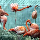 Flamingos im Zoo Heidelberg 2