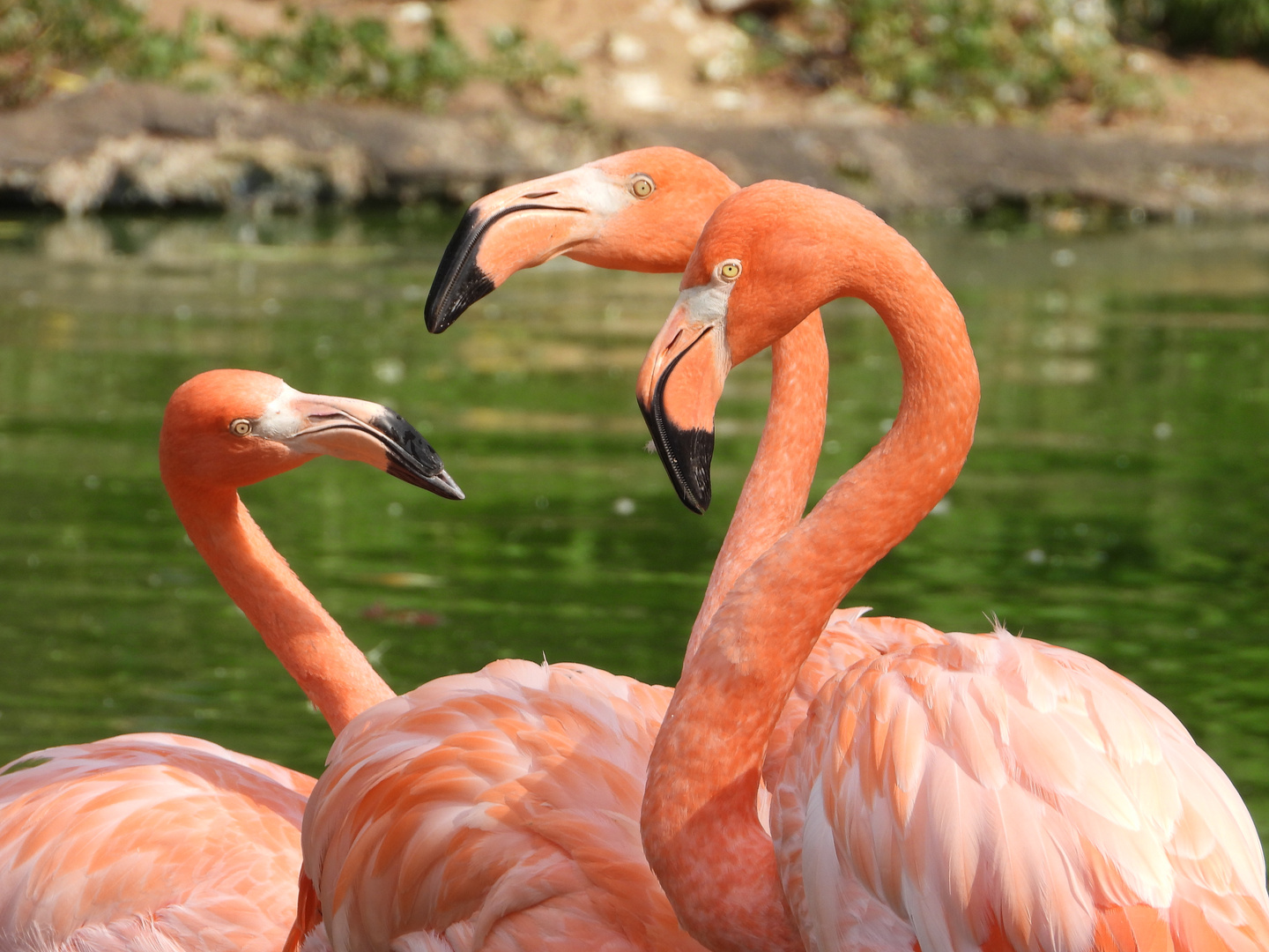 Flamingos im Zoo Heidelberg