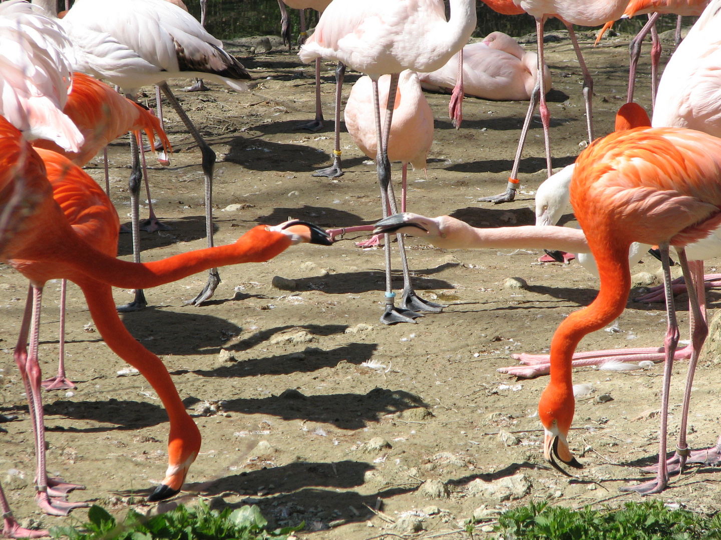 Flamingos im Zoo Hellabrun