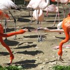 Flamingos im Zoo Hellabrun