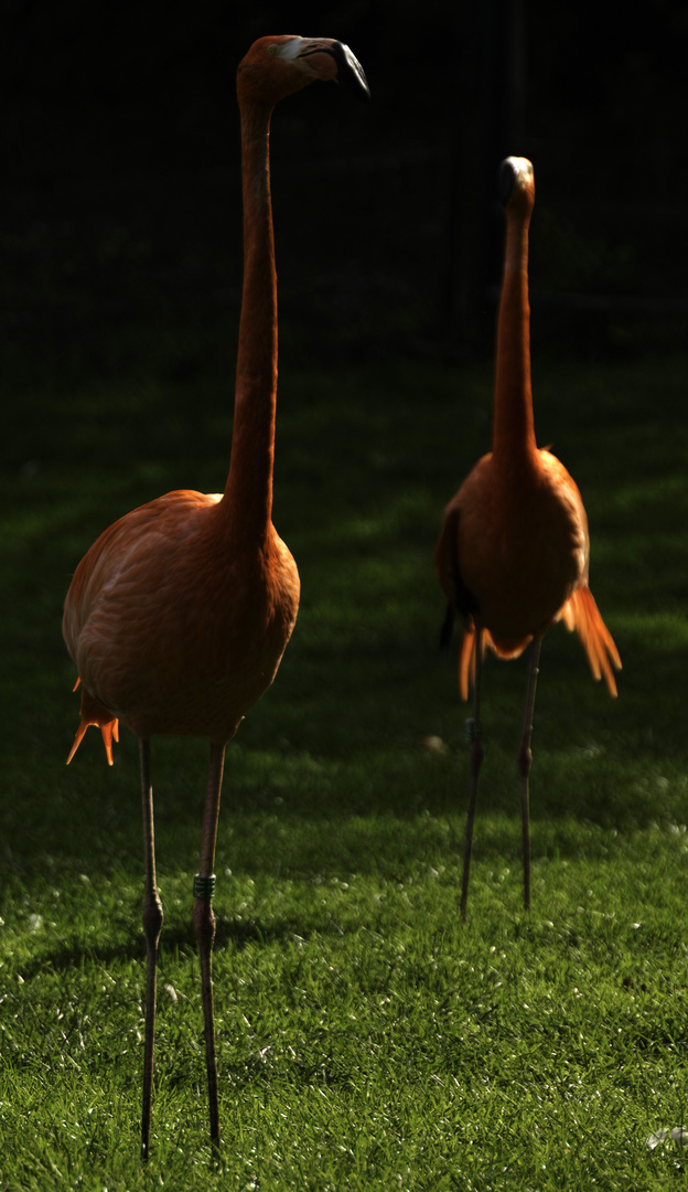 Flamingos im Zoo Karlsruhe