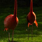 Flamingos im Zoo Karlsruhe