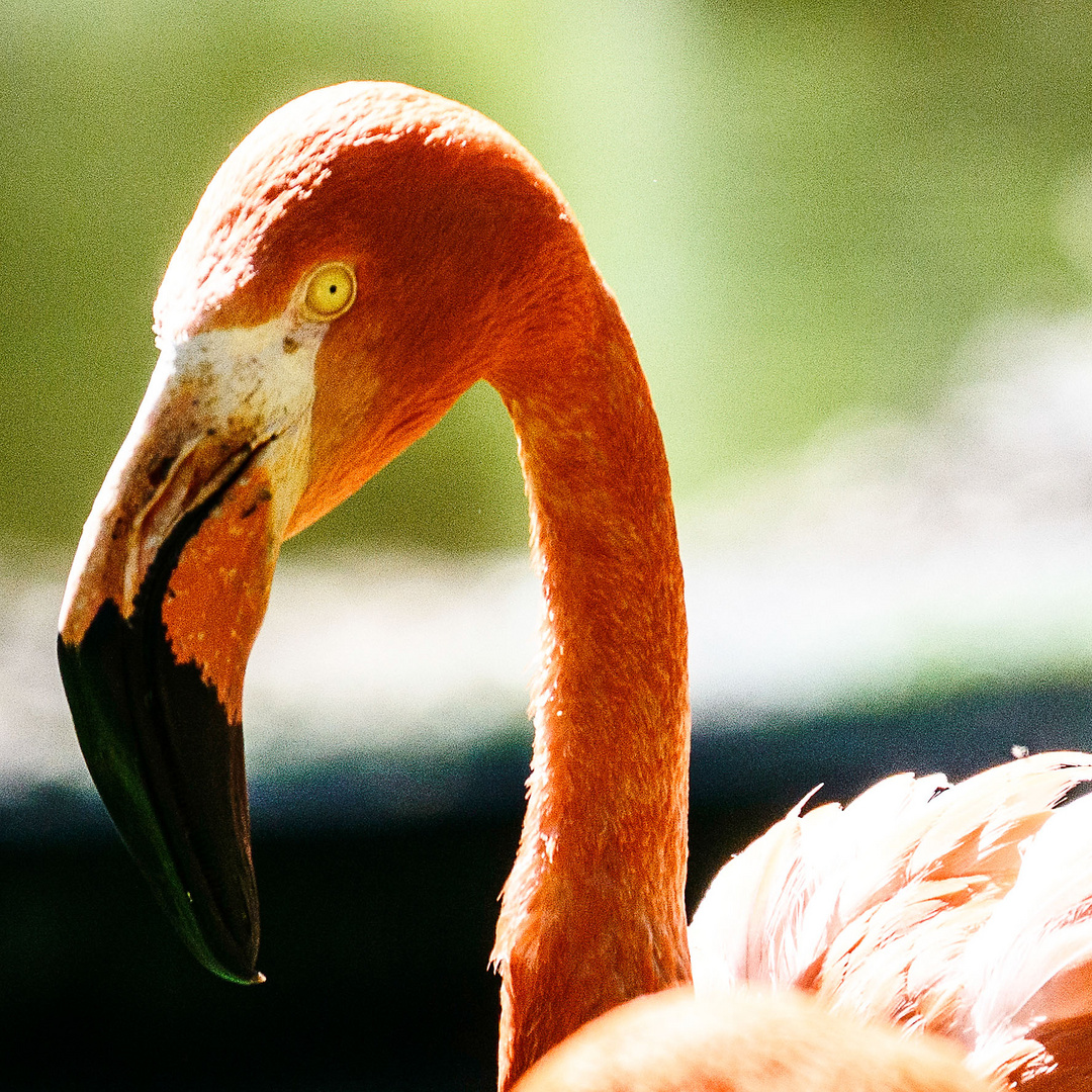 Flamingos im Zoo Kölningos im Zoo Köln ..