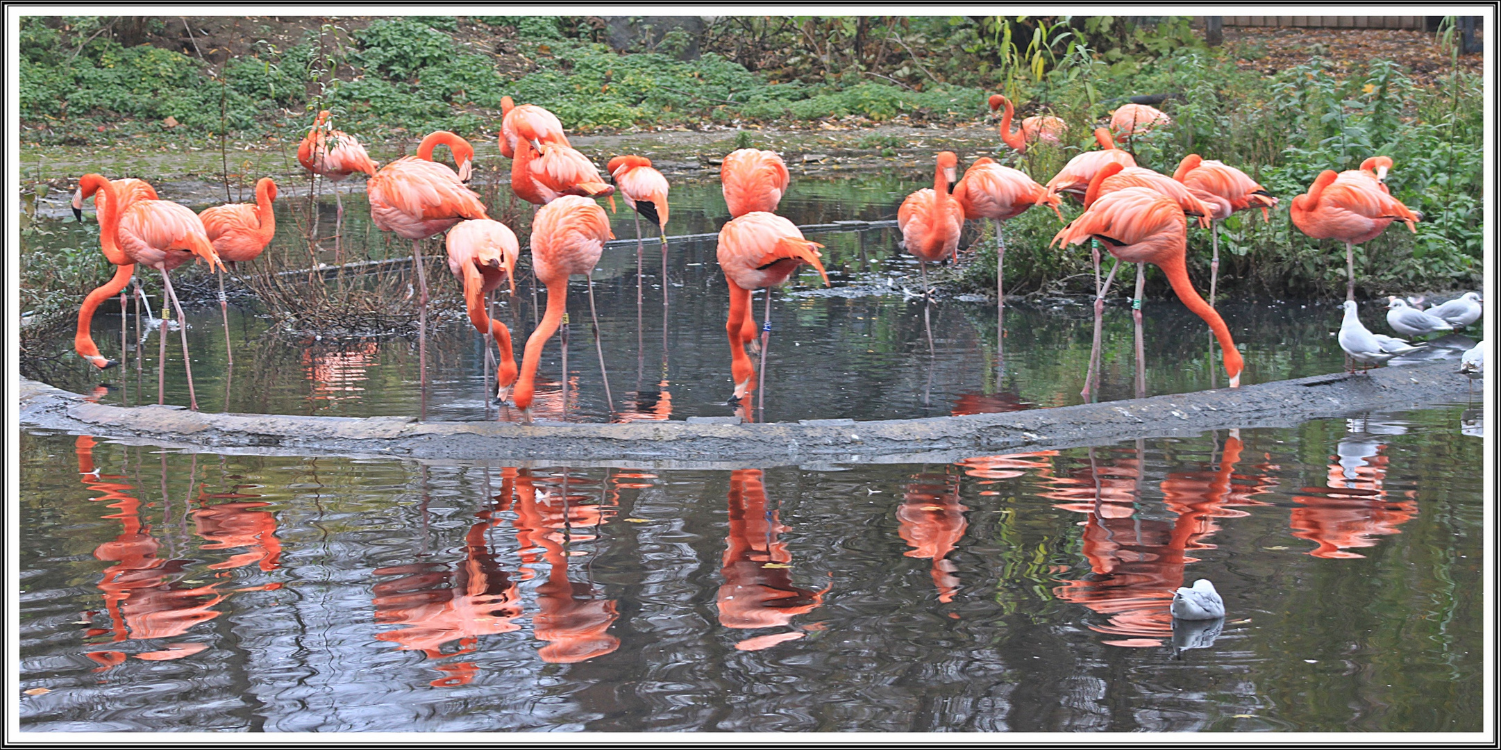 Flamingos im Zoo Krefeld