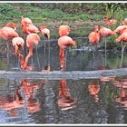 Flamingos im Zoo Krefeld