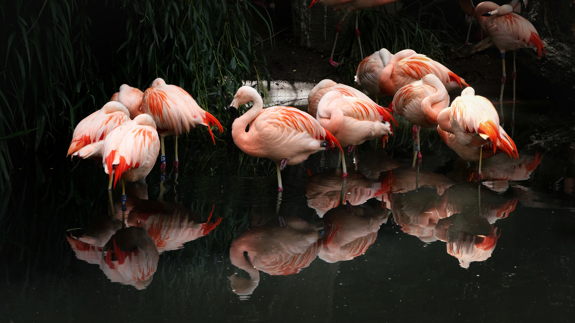 Flamingos im Zoo Leipzig