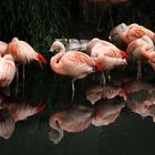 Flamingos im Zoo Leipzig