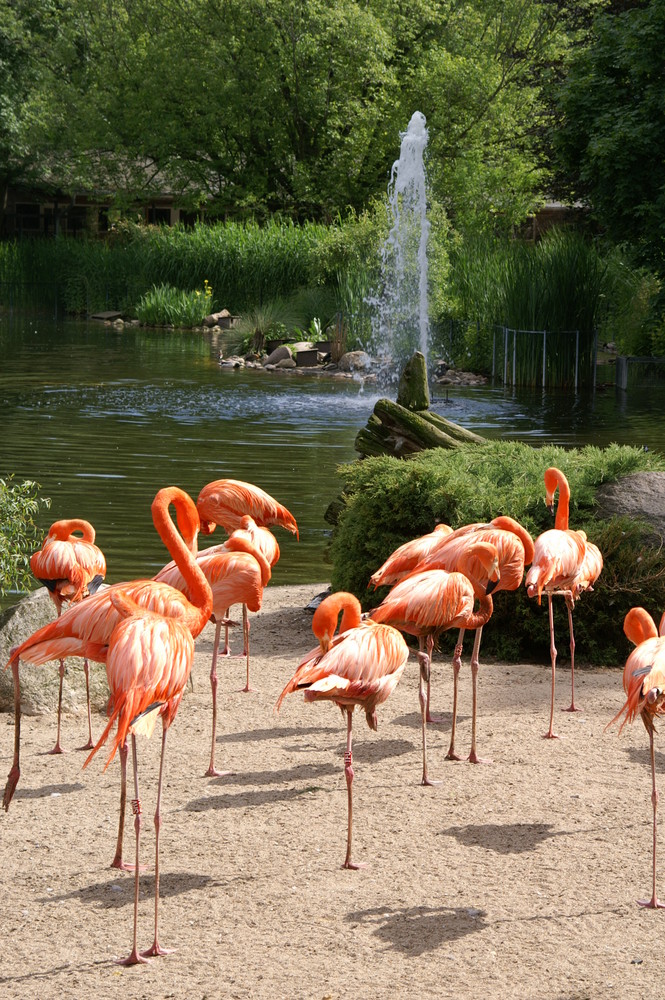 Flamingos im Zoo Magdeburg