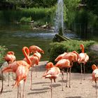 Flamingos im Zoo Magdeburg