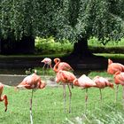 Flamingos im Zoo Rostock