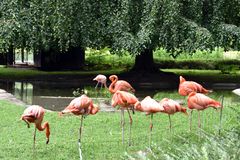 Flamingos im Zoo Rostock