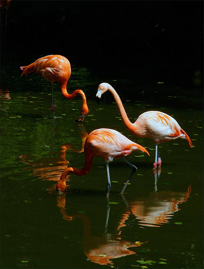 Flamingos im Zoo Schmiding