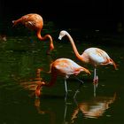 Flamingos im Zoo Schmiding