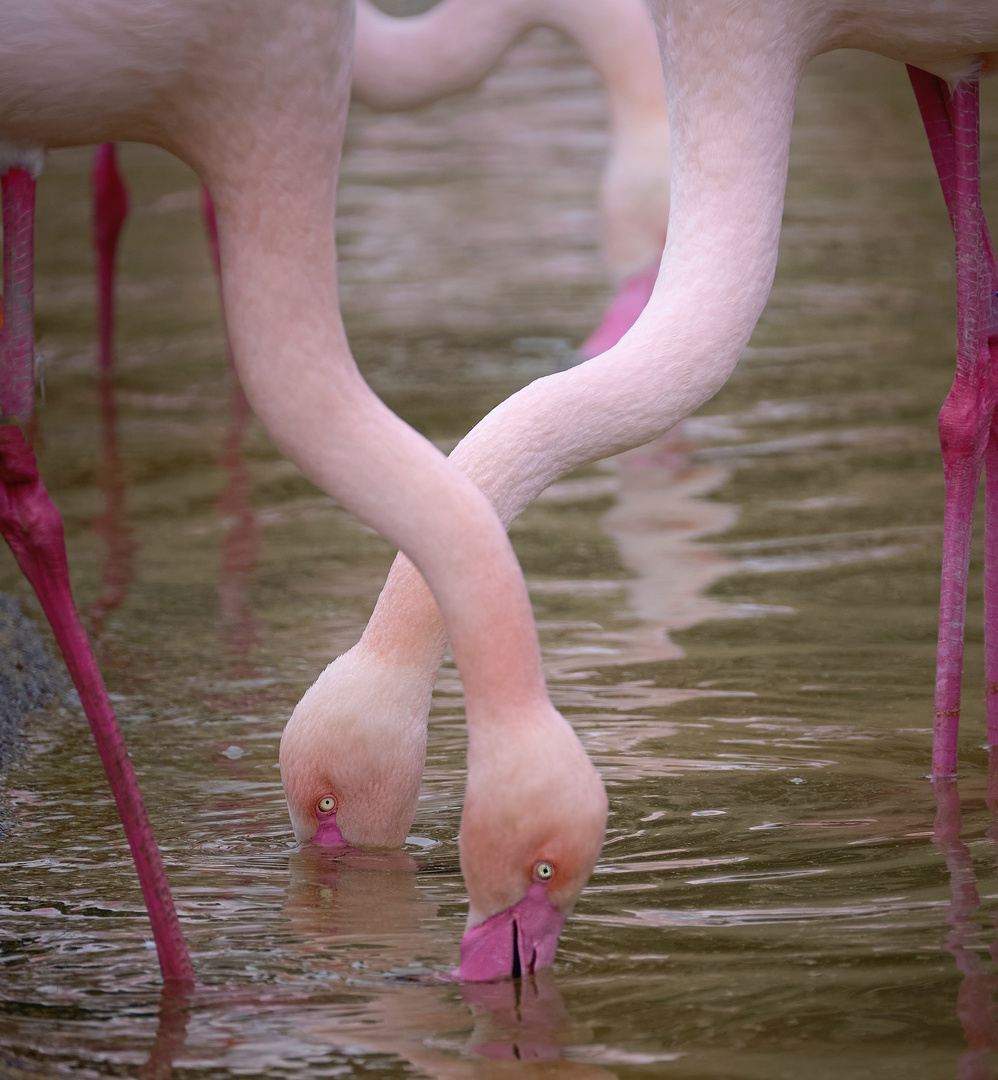 Flamingos im Zoo Schönbrunn