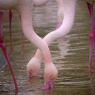 Flamingos im Zoo Schönbrunn