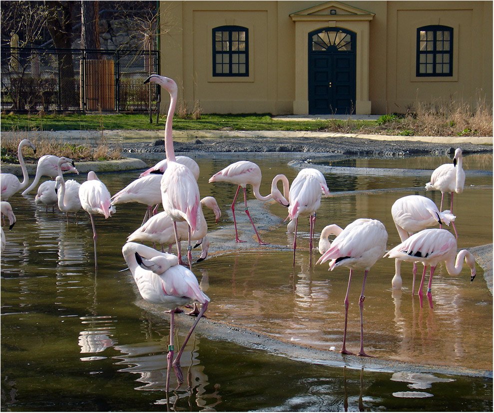 Flamingos im Zoo Vienna